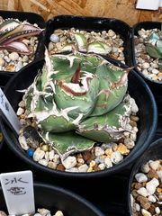 包心龍 lize血統 子株つき - メルカリ