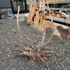 北海道産 エゾ鹿の角 2本セット 天然素材 ディスプレイ用 ハロウィンに