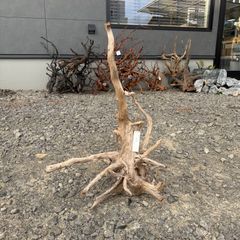ブランチウッド系流木【セレクト品】003 - メルカリ