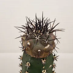 2025年最新】サボテン 黒王丸の人気アイテム - メルカリ