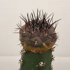 2025年最新】コピアポア 黒王丸の人気アイテム - メルカリ