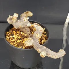 2025年最新】ムルチフィズムの人気アイテム - メルカリ