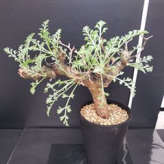 E440【自社養生株】アデニア フルチコーサ（現地球・発根株・鉢植え