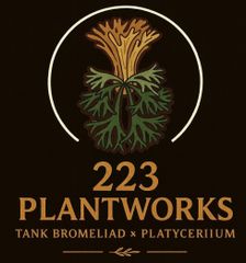 Billbergia 'Solsa'（ソルサ）｜子株｜スポット強め・深色タイプ【現品