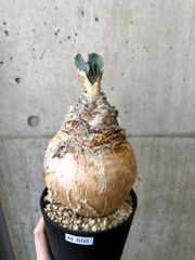 種子】アデニア・ペリエリ 3s Adenia perrieri - メルカリ