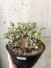 ボスウェリア　アメーロ 種子】ボスウェリア・アメーロ 1s Boswellia ameero - メルカリ