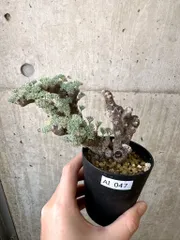 2025年最新】モンソニア ムルチフィダの人気アイテム - メルカリ