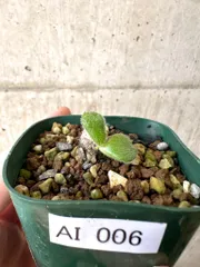 2025年最新】チレコドンの人気アイテム - メルカリ