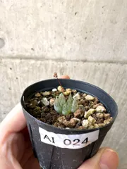 2025年最新】ブルビネ ロリータの人気アイテム - メルカリ