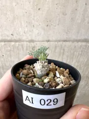 2025年最新】モンソニ ペニクリナムの人気アイテム - メルカリ