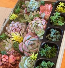 多肉寄せ植えセット プラグ苗 土付き 1部抜き苗 - メルカリ
