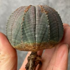 B15562☆大特価☆ 超巨大株 ユーフォルビア オベサ - メルカリ