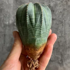 2025年最新】euphorbiaの人気アイテム - メルカリ