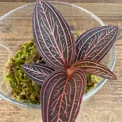 【サンプル】アネクトキルス　ロスクバーギーUSA  １株　ガラスジャーポット付き　ラン科  Orchidaceae アネクトキルス属   Anoectochilus roxburghii  ジュエルオーキッド 宝石蘭 アクアテラリウム 苔テラリウム 蘭　ラン