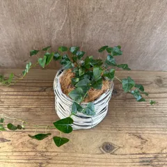 ヘデラ サーク ポット付白 現品 Hedera helix sark  アイビー ハートヘデラ ハート セイヨウキヅタ キヅタ ヘリックス 観葉植物 観葉 植物 つる性植物 つる性 ハンギング 吊り下げ 吊るす インテリア プレゼント おしゃれ かわいい