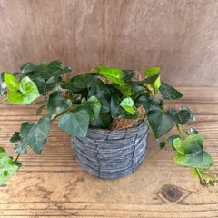 ヘデラ サーク ポット付黒 現品　Hedera helix sark  アイビー ハートヘデラ ハート セイヨウキヅタ キヅタ ヘリックス 観葉植物 観葉 植物 つる性植物 つる性 ハンギング 吊り下げ 吊るす インテリア プレゼント おしゃれ かわいい