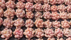 新春セール　MYXP4　エレガンス・ポトシナ　128苗セット　土と根付き　多肉植物　エケベリア　韓国苗　サボテン　詰め合わせ　寄せ植え