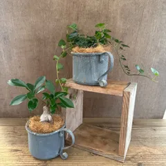 観葉植物＋ティンマグカップ（ガジュマル・ヘデラ）ガジュマル フィカス くわ科 いちじく属  ヘデラ サーク ウコギ科 キヅタ属 観葉植物 観葉 植物  かわいい マグポット インテリア プレゼント