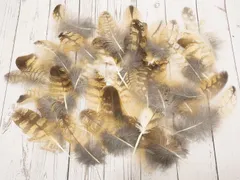 ワシミミズクの羽Mサイズ50本セット ハンドメイド 材料 素材 フェザー フクロウ 鳥の羽 猛禽類 羽根 まとめ売り