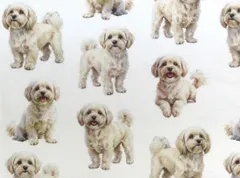 【ゆきちゃん限定】X2472 マルプー クリーム系 白 コットン生地 1m