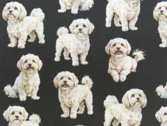 【ゆきちゃん限定】X2473 マルプー クリーム系 黒系 コットン生地 1m