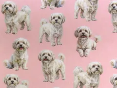 【ゆきちゃん限定】X2475 マルプー クリーム系 ピンク 生地 1m