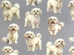 【ゆきちゃん限定】X2476 マルプー クリーム系 グレー 生地 1m