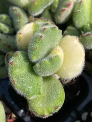 新発売　XP1　ホワイト熊童子　72苗セット　土と根付き　多肉植物　エケベリア　韓国苗　サボテン　詰め合わせ　寄せ植え