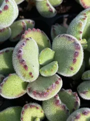 新春セール　XP3　熊童子　72苗セット　土と根付き　多肉植物　エケベリア　韓国苗　サボテン　詰め合わせ　寄せ植え