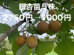 キウイ 花粉 ゴールドキウイフルーツ 雄花 花粉 受粉用 ゴールデン 50