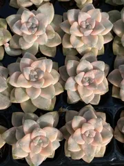 新発売　XP19　ティテュバンス錦　72苗セット　土と根付き　多肉植物　エケベリア　韓国苗　サボテン　詰め合わせ　寄せ植え