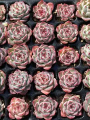 2025年最新】多肉植物エケベリアセットの人気アイテム - メルカリ