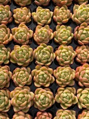 2025年最新】多肉植物エケベリアセットの人気アイテム - メルカリ