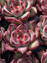 新発売 XQS159 ピンクスノー 105苗セット 土と根付き 多肉植物