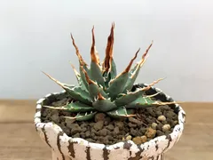 2025年最新】エボリスピナ陽炎の人気アイテム - メルカリ