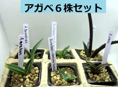 2025年最新】アガベモンタナの人気アイテム - メルカリ