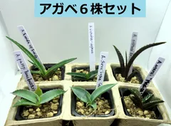 2025年最新】アガベ パリーホーチエンシスの人気アイテム - メルカリ