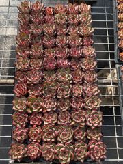 AAA 新入荷 朱子玉 LL1010×105苗 土付き 多肉植物 詰め合わせ