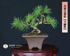 糸魚川真柏（捻転幹・ジン・シャリ）小品盆栽 【泰寿園 Online】現品