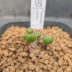 2025年最新】チレコドンの人気アイテム - メルカリ