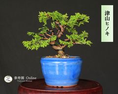 糸魚川真柏（捻転幹・ジン・シャリ）小品盆栽 【泰寿園 Online】現品