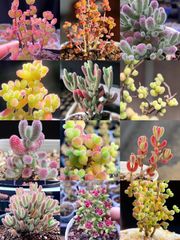 速達便で発送❣️コノフィツム ブルゲリSH409 大玉2cm以上 抜き苗 4株