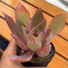 多肉植物 七福神 ① 抜き苗 11/28 - メルカリ