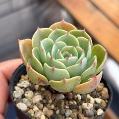 多肉植物 七福神 ① 抜き苗 11/28 - メルカリ