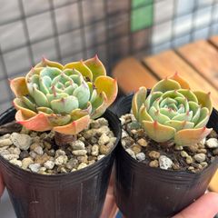 多肉植物 七福神 ③ 抜き苗 (葉やけなど有り) 2個セット - メルカリ