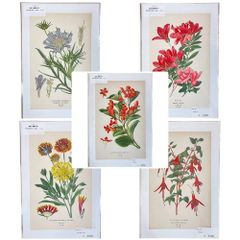 ⑧ 美しい植物画 15枚 1952年 BLUMEN Elsa Felsko - メルカリ