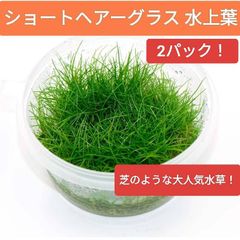 2セット！無農薬！ ショート ヘアーグラス  エレオカリス・アシキュラリス 水草 アクアリウム 水上葉
