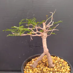 2025年最新】パキプス ベアルートの人気アイテム - メルカリ