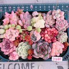 🉐多肉植物 寄せ植えset♡11282 - メルカリ