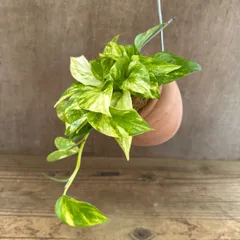 【パルムポット】ポトス ハッピーデー 現品  オリジナル パルムポット 観葉植物 観葉 植物 珍奇植物 珍奇 珍しい レア 希少 つる性植物 つる性 ハンギング 吊るす 吊り下げ インテリア プレゼント 斑 黄斑